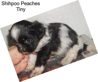 Shihpoo Peaches Tiny