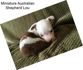 Miniature Australian Shepherd Lou