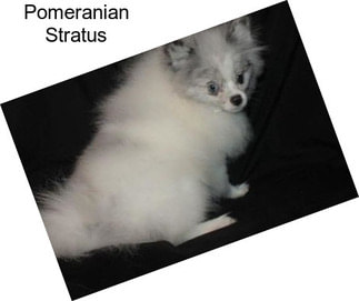 Pomeranian Stratus