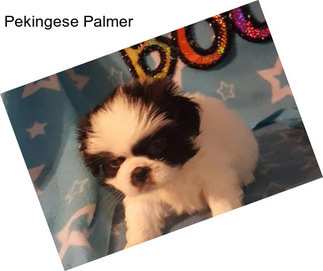 Pekingese Palmer