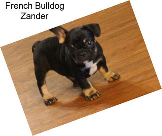 French Bulldog Zander