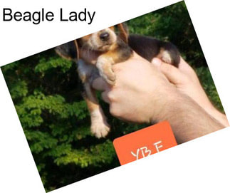 Beagle Lady