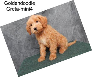 Goldendoodle Greta-mini4