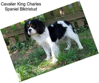 Cavalier King Charles Spaniel Blktristud