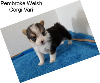 Pembroke Welsh Corgi Vari