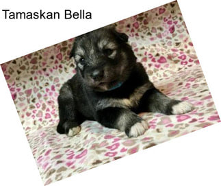 Tamaskan Bella