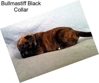 Bullmastiff Black Collar