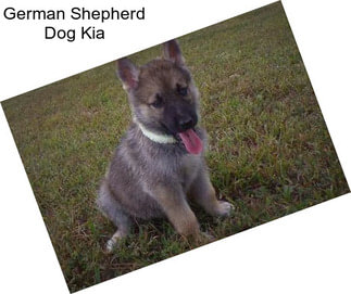 German Shepherd Dog Kia