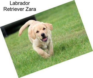 Labrador Retriever Zara