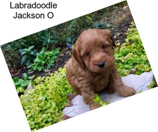 Labradoodle Jackson O