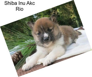 Shiba Inu Akc Rio