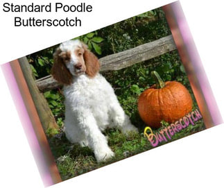 Standard Poodle Butterscotch