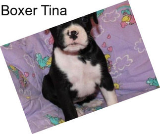 Boxer Tina