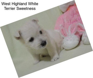 West Highland White Terrier Sweetness