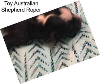 Toy Australian Shepherd Roper