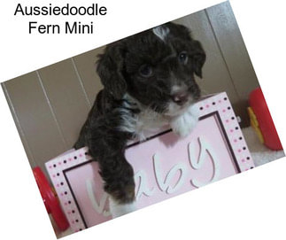 Aussiedoodle Fern Mini