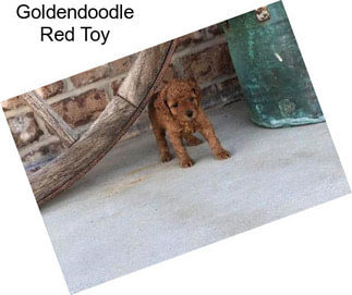 Goldendoodle Red Toy