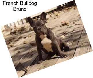 French Bulldog Bruno