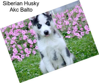 Siberian Husky Akc Balto