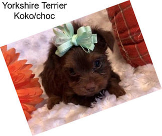 Yorkshire Terrier Koko/choc