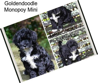 Goldendoodle Monopoy Mini