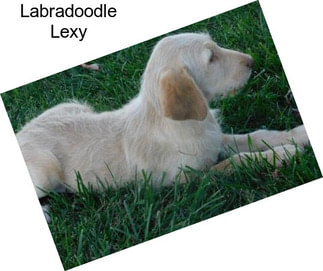 Labradoodle Lexy