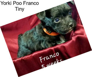 Yorki Poo Franco Tiny