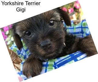 Yorkshire Terrier Gigi