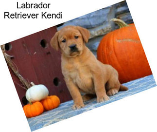 Labrador Retriever Kendi