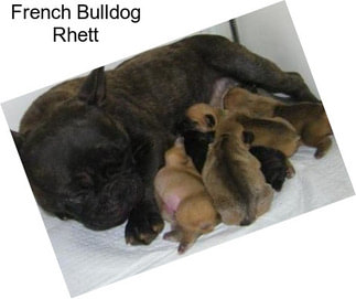French Bulldog Rhett