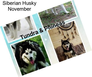 Siberian Husky November
