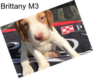 Brittany M3