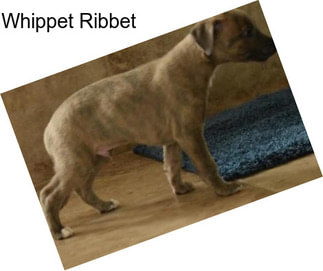 Whippet Ribbet