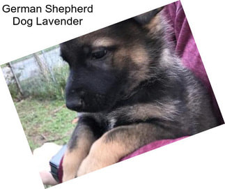 German Shepherd Dog Lavender