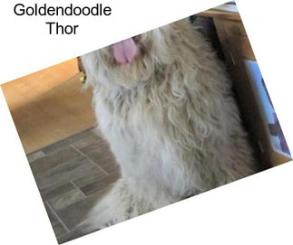 Goldendoodle Thor