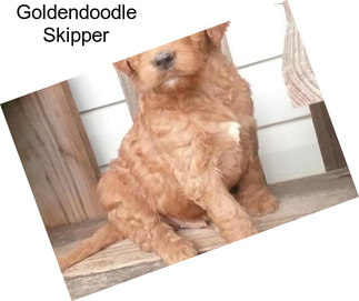 Goldendoodle Skipper