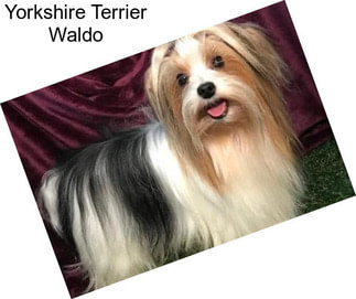 Yorkshire Terrier Waldo