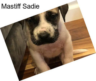 Mastiff Sadie