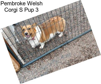 Pembroke Welsh Corgi S Pup 3