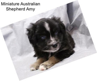 Miniature Australian Shepherd Amy