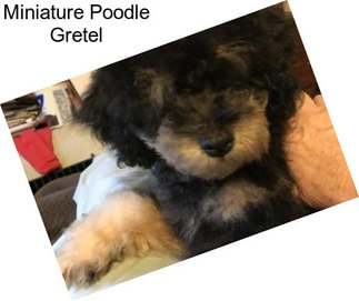 Miniature Poodle Gretel