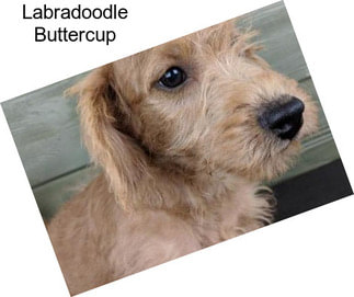 Labradoodle Buttercup