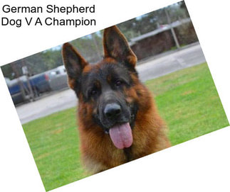 German Shepherd Dog V A Champion