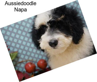 Aussiedoodle Napa