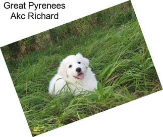 Great Pyrenees Akc Richard