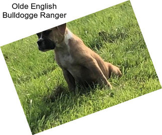 Olde English Bulldogge Ranger