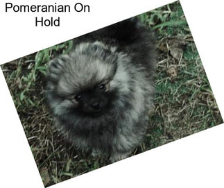 Pomeranian On Hold