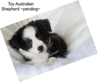 Toy Australian Shepherd ~pending~