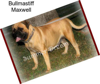 Bullmastiff Maxwell