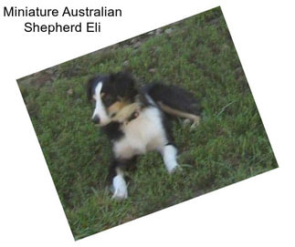 Miniature Australian Shepherd Eli